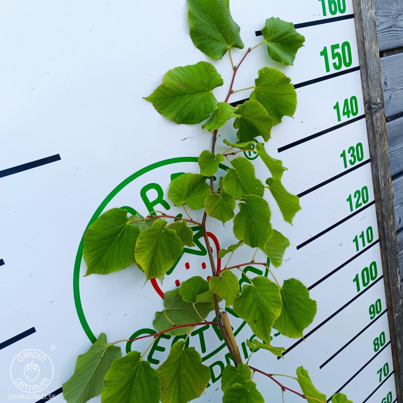 Obrázok Lipa striebristá (Tilia tomentosa) - výška 130-150 cm, kont. C5L